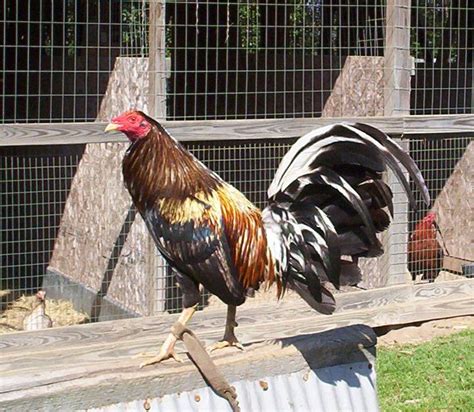 brassback gamefowl history|roostervillage .